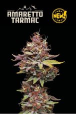 Seedstockers Amaretto Tarmac feminized seeds