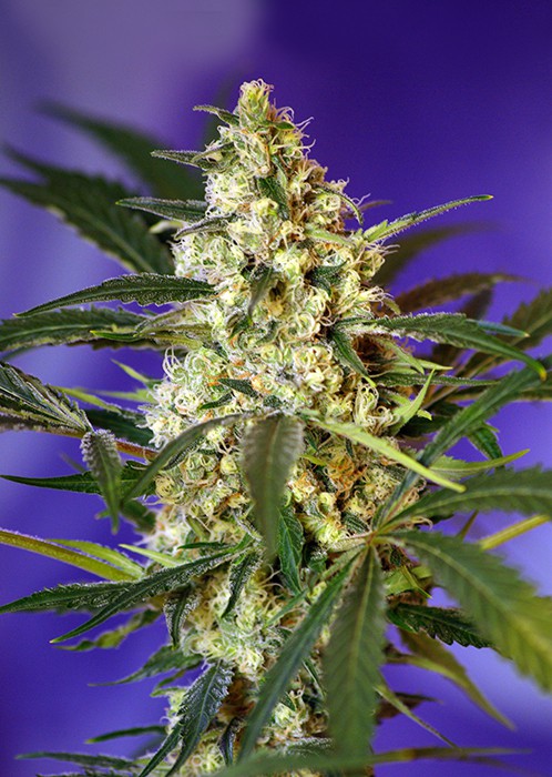 Fast Bud 2 Auto – 3 kom autocvjetajućeg sjemena Sweet Seeds