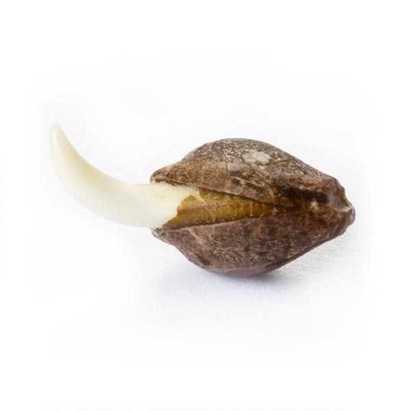 Easy Bud - samonakvétací semínka 10 ks Royal Queen Seeds