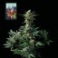 L.A. Peyote Kush - feminizowane nasiona konopi 5 sztuk, Seedsman