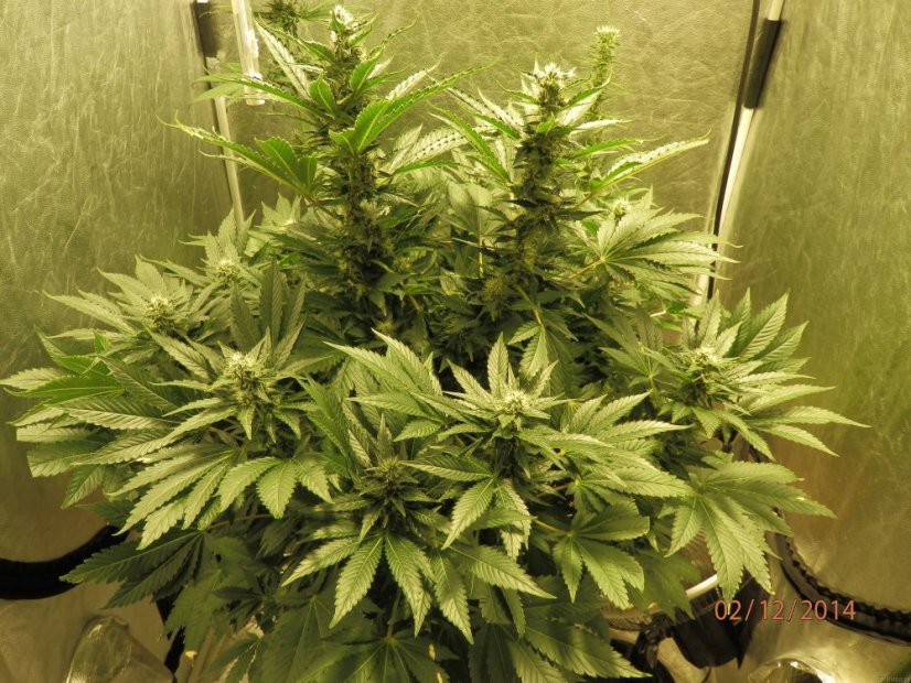 White Widow - феминизирани семена Royal Queen Seeds 3 бр.