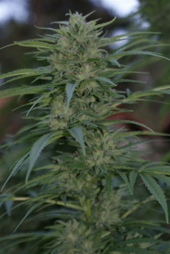 Snow Bud - feminizovaná semínka 5 ks Dutch Passion