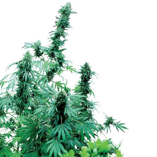 Early Skunk - 10 semillas feminizadas Sensi Seeds