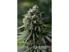 Critical + 2.0 - semințe feminizate 5pcs, Silent Seeds