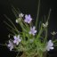 Byblida (byblis liniflora) 1 seeds 5 pcs