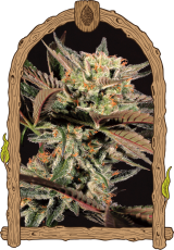 Amnesia Nr. 7 - feminizovaná semena, 5 ks, Exotic Seed