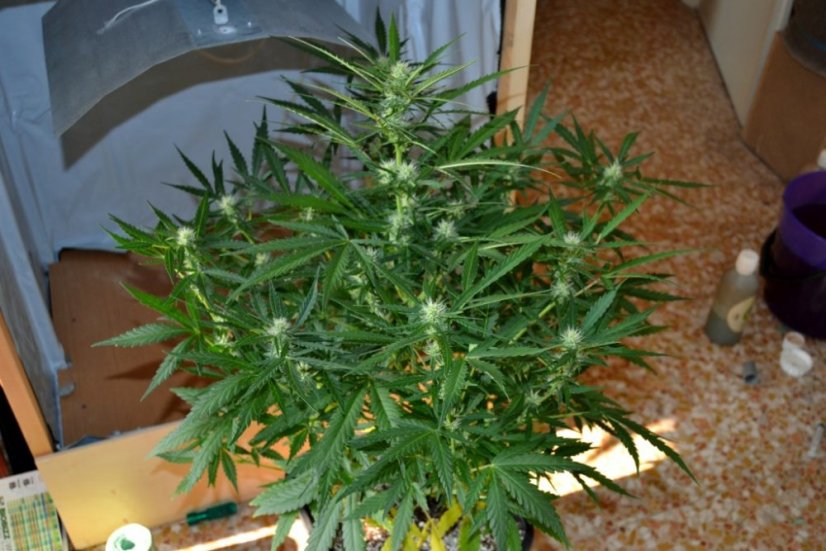 Big Devil XL Auto - feminizovaná a samonakvétací semínka 3ks Sweet Seeds