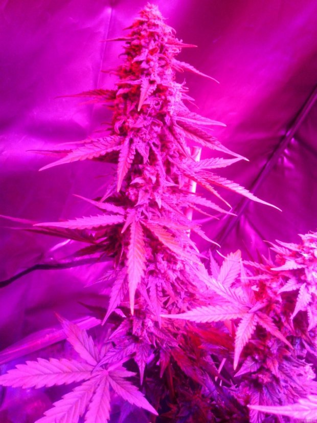 Royal Cheese Automatic - samonakvétací semínka 5 ks Royal Queen Seeds