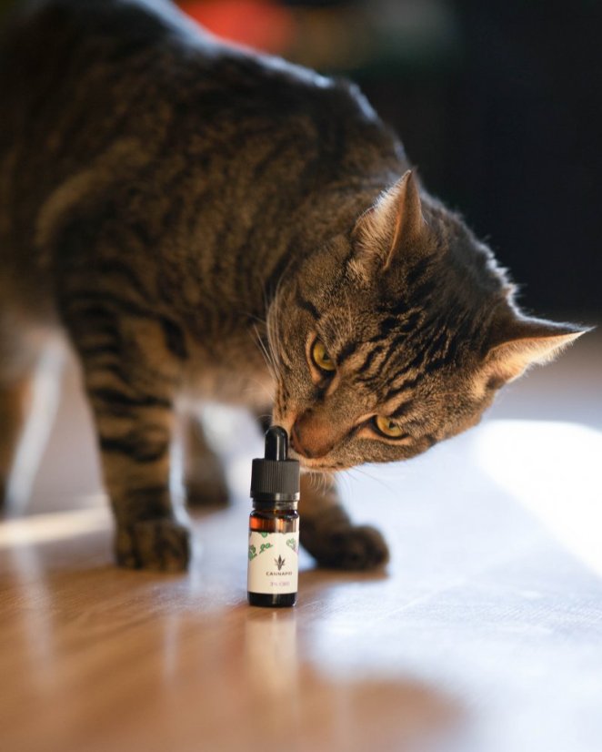 Olio di CBD per animali 2%, 10ml Cannapio