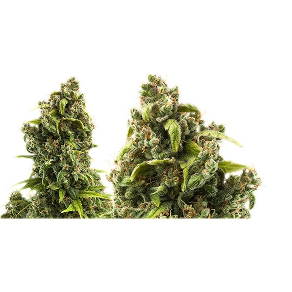 Sour Diesel - feminizovaná semínka 5ks Royal Queen Seeds