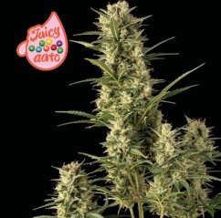 Juicy Zkittlez Auto - autoflowering marijuana seeds, 3pcs Seedsman