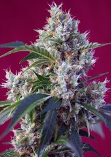 Indigo Berry Kush® - semințe feminizate 3 buc Sweet Seeds