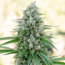 Critical Mango - feminizované semená 5ks, Silent Seeds