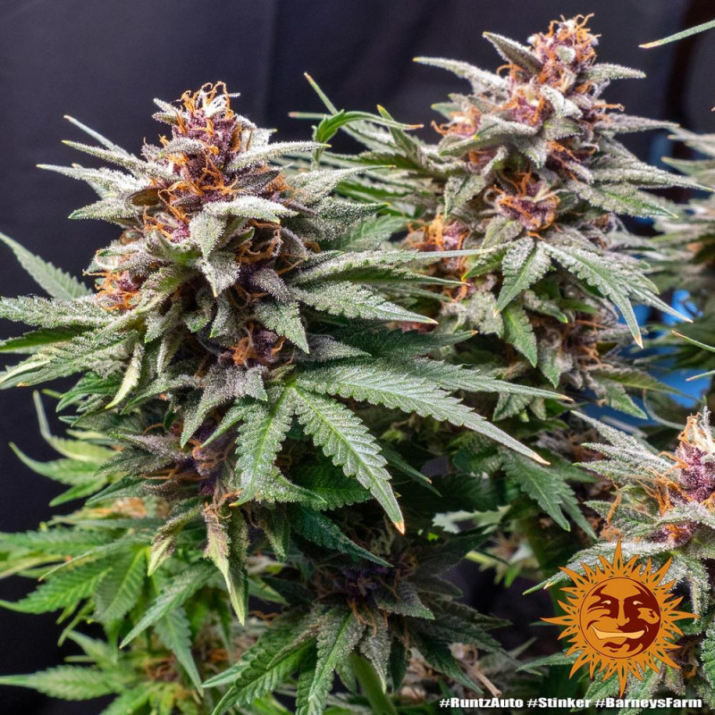 Runtz Auto - autoflowering semena marihuany 3 ks Barney´s Farm