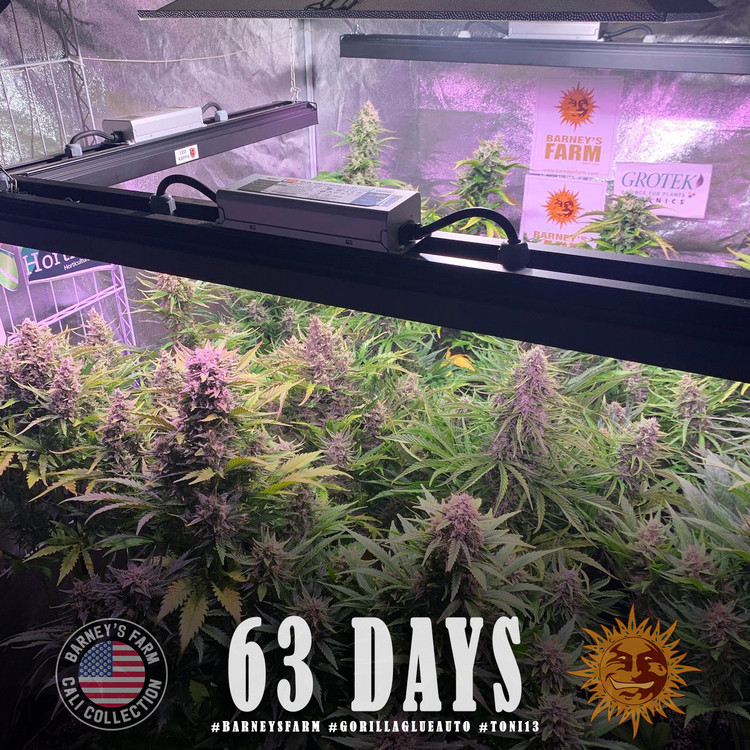 Gorilla Glue Auto - semințe de marijuana autofloritoare 3 buc Barney's Farm