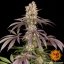 Runtz Muffin - feminizovaná semená marihuany 10 ks Barney´s Farm