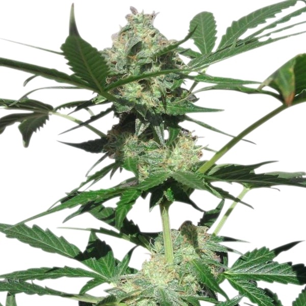 Northern Light Automatic - samonakvétací semínka 3 ks Royal Queen Seeds