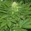 Shiva Shanti II 10 ks štandardizované feminizované semená Sensi Seeds