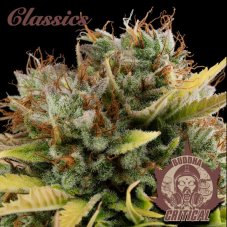 Buddha Critical, 10 pcs, Buddha Seeds