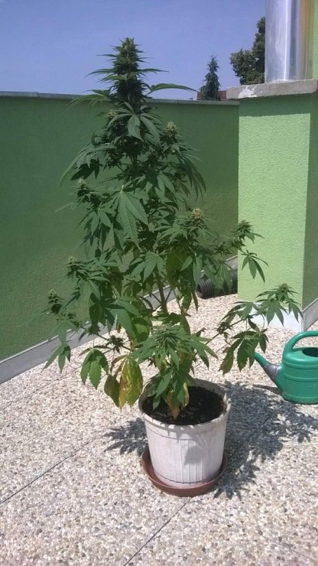 Bubble Gum Auto - 10 autoflower semen Fair Seeds