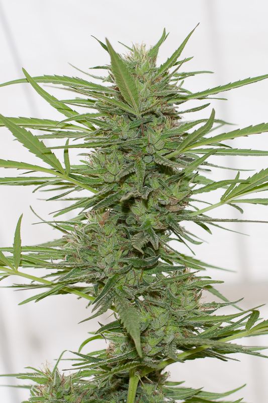 Dedoverde Haze - feminizovaná semienka 3ks Humboldt