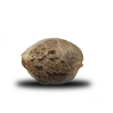 Special Queen n. 1 - feminizované semienka 10 ks Royal Queen Seeds