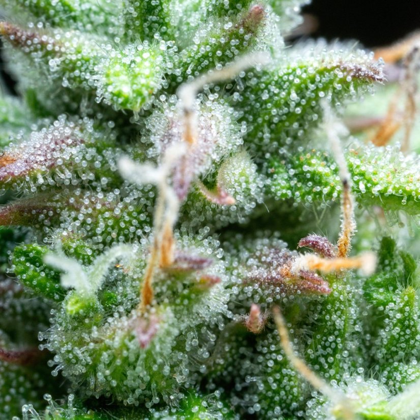 Sirup auto - feminizované semená, 3 ks, Buddha Seeds