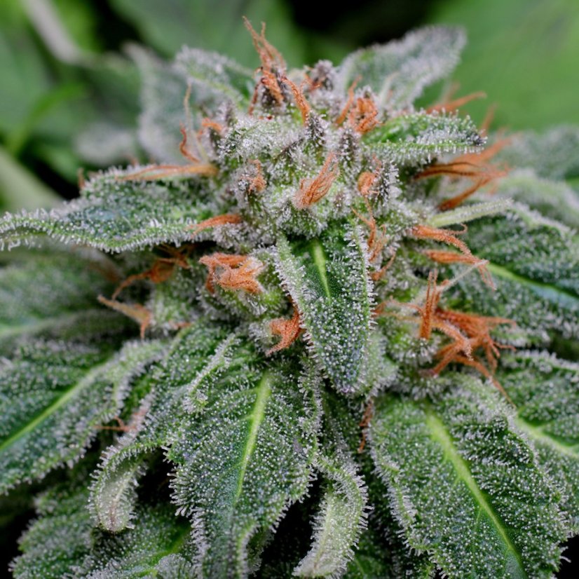 Deimos Auto - feminizované semená, 3 ks, Buddha Seeds