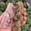 Buddha White Widow, 3 ks, Buddha Seeds