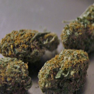 Differenze tra varietà Kush e Haze: Guida completa