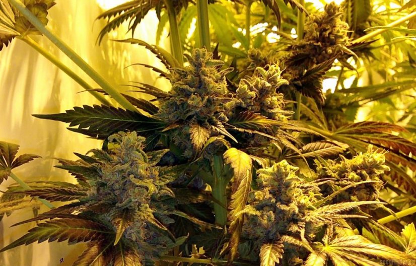 Purple Trainwreck - feminizovaná semína 3ks Humboldt
