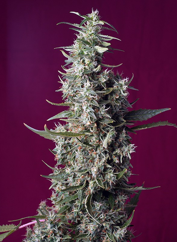 Sweet Cherry Pie - feminizované semienka 5 ks Sweet Seeds