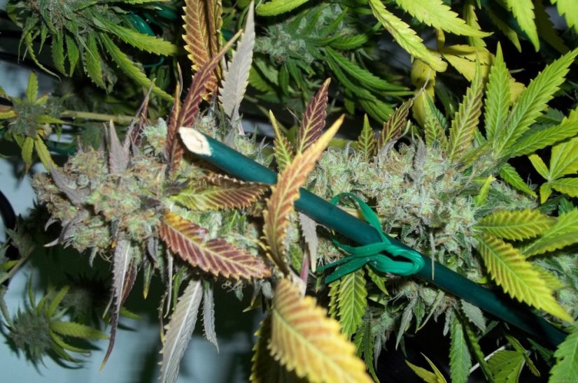 Lucid Bolt - 5 ks feminizovaná semínka Paradise Seeds