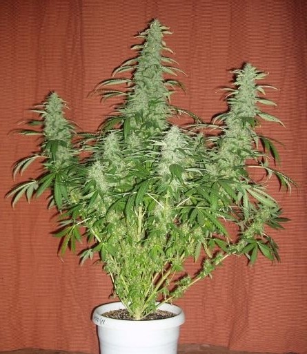 White Widow - feminizovaná semínka 5 ks Dutch Passion