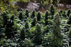 Sour Diesel 2 - feminizovaná semínka 3ks Humboldt