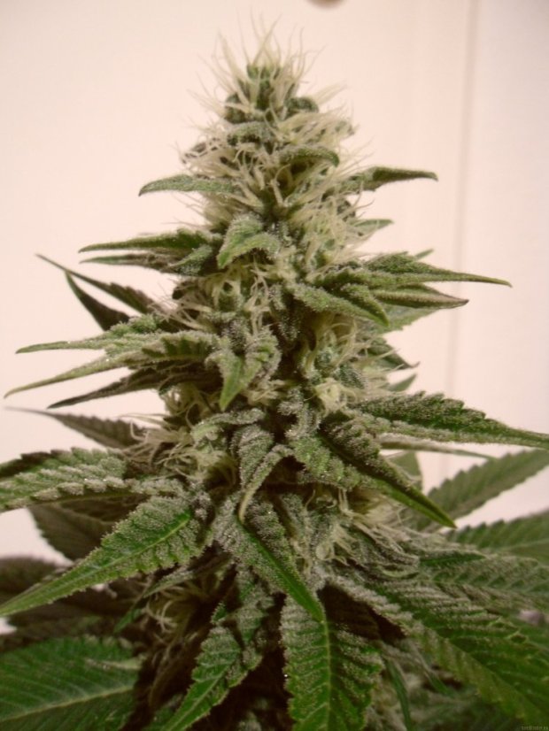 White Berry - 10 ks feminizovaná semínka Paradise Seeds