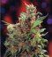 Californian Orange - feminizovaná semínka 5 ks Dutch Passion