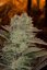 White Widow - 3 feminized Dinaf seeds