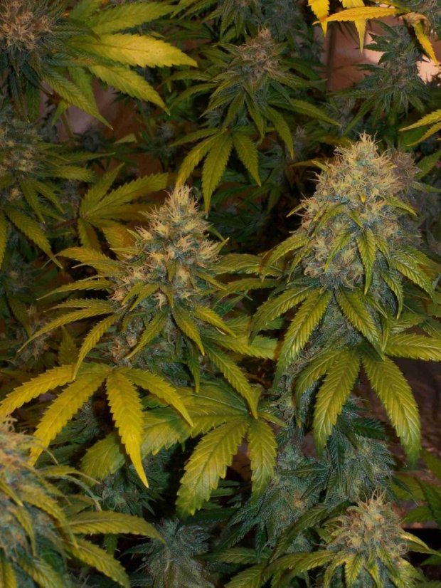 Super Skunk Automatic - samonakvétací semínka 5 ks Sensi Seeds