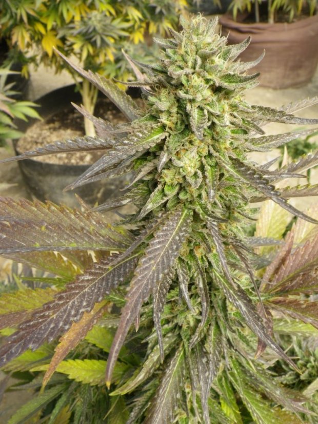 Chemdawg - feminizovaná semínka 5ks Humboldt