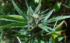 Cheese XXL Auto - fem. And autoflower seeds 5pcs Dinafem