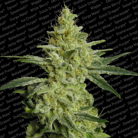 Allkush - feminizovaná semínka 5 ks Paradise Seeds