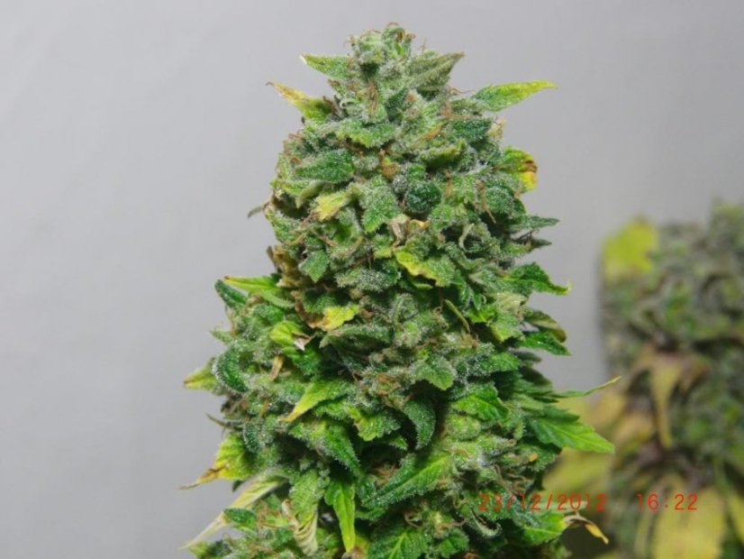 TNT Kush - feminisierte Samen 6 Stück Eva Seeds