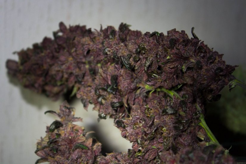 Dark Devil Auto - fem. a autoflowering semienka 10ks Sweet Seeds