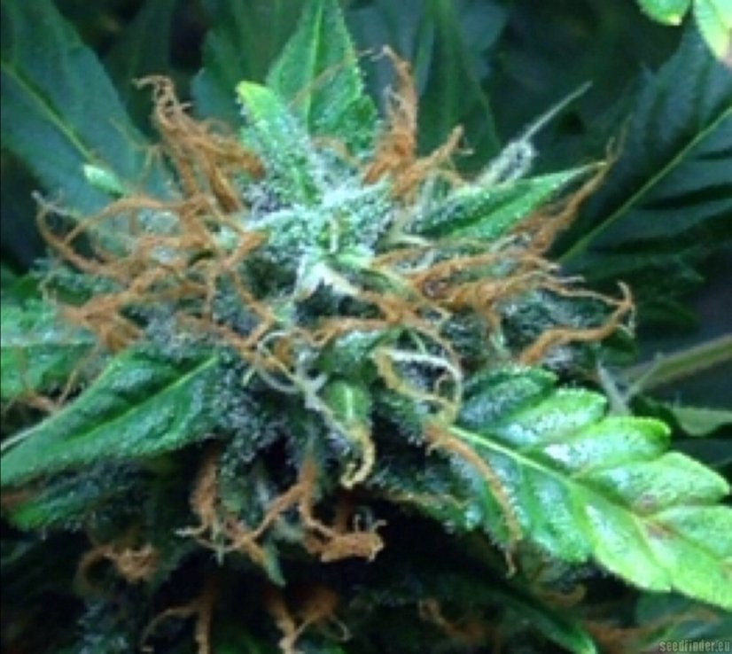 Northern Light Automatic - samonakvétací semínka 3 ks Royal Queen Seeds