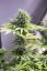 Moby Dick CBD - 3 feminizowane nasiona Dinafem