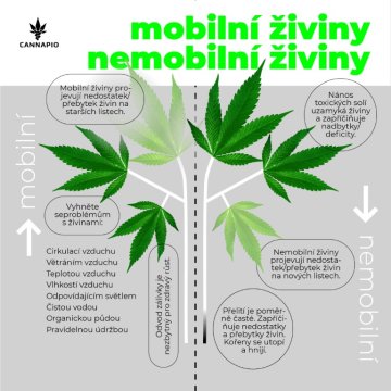 Vizuální průvodce nedostatky konopí – jak rozpoznat a řešit problémy