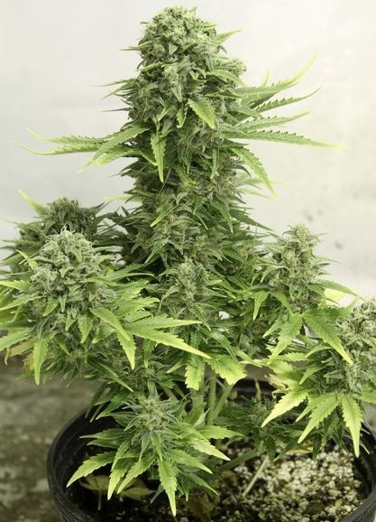StarRyder autoflowering semínka 3ks Dutch Passion