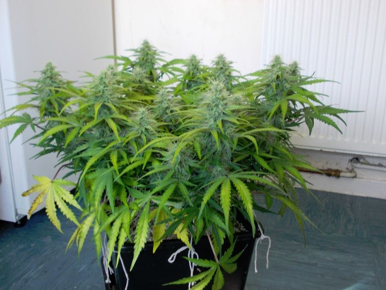 Auto Jack - autoflower semena 10ks Fair Seeds