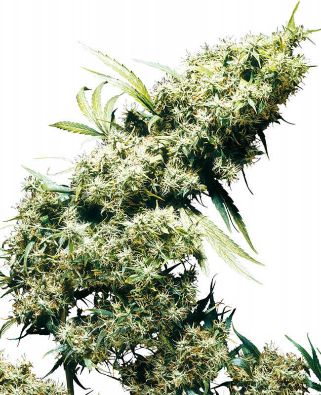 Jamaican Pearl - 5 feminisierte Samen Sensi Seeds